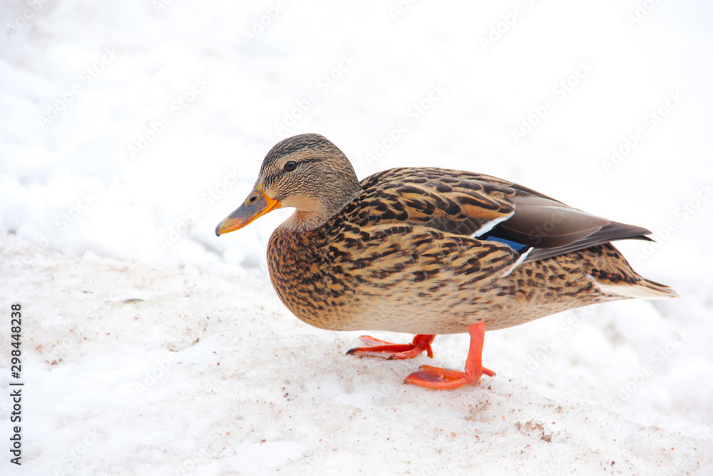 Duck in the Palace Park in Gatchina. Winter 2019 Duck in the Palace Park in Gatchina. Winter 2019