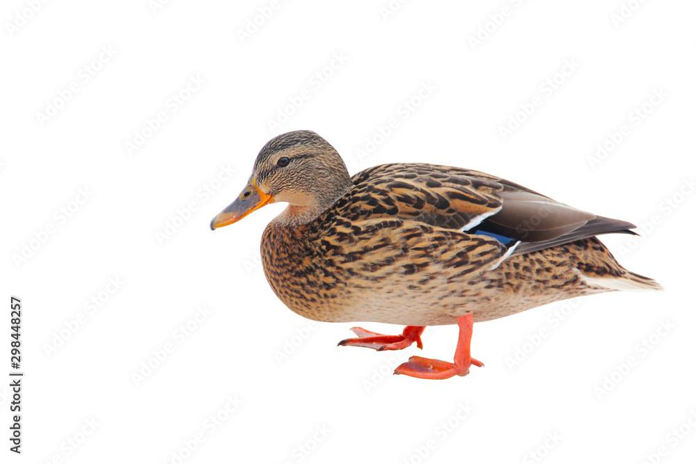 Duck in the Palace Park in Gatchina. Winter 2019 Duck in the Palace Park in Gatchina. Winter 2019