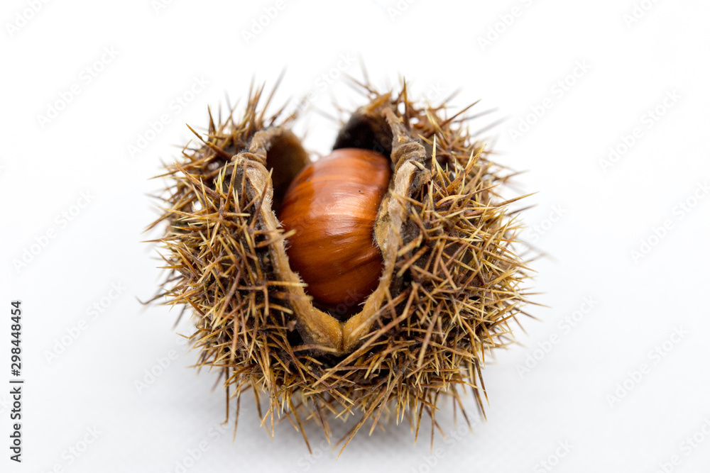 Esskastanien / Maronen mit Capula. Esskastanien / Maronen mit Capula.