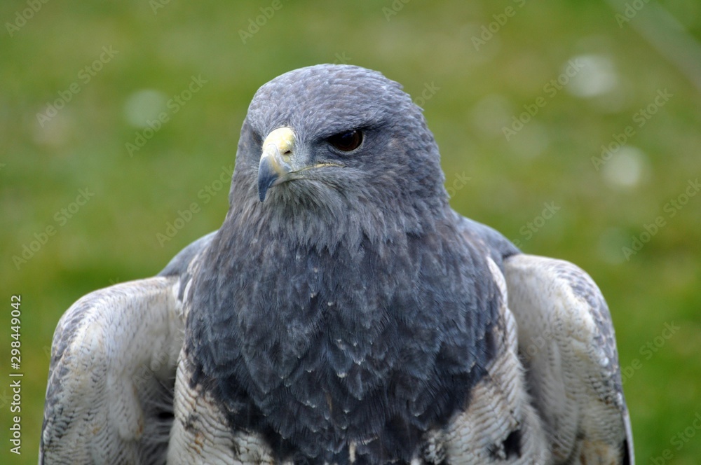Obraz premium Agula -Blaubussard