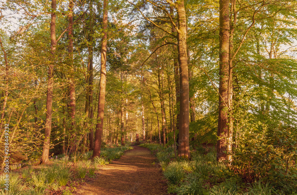 Obraz premium Dawn in the woods.