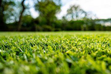 Ground level view of a recently cut and well maintained ornamental grass seen just after a summer rain shower. Some small water droplets can be seen on this very shallow focus of the grass blades.