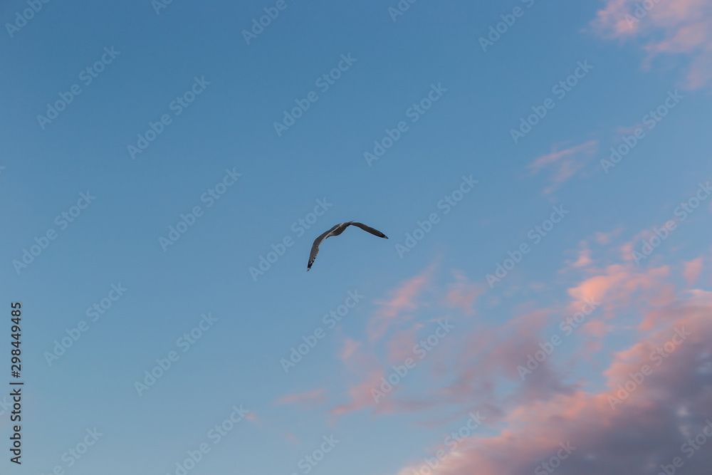 Seagull on a background of blue sky