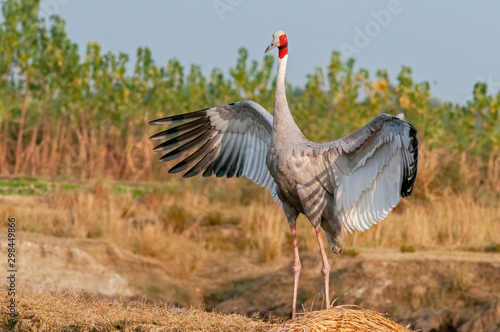 Sarus crane fluttering wings in the field