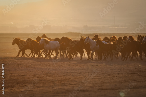 Yilki Horses Running in Field, Kayseri, Turkey © EvrenKalinbacak