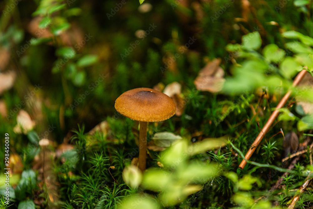 Mushrooms growing in the autumn forest. Nature scenery. Closeup Mushrooms growing in the autumn forest. Nature scenery. Closeup
