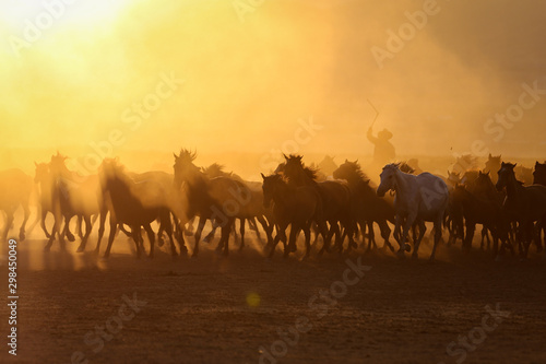 Yilki Horses Running in Field  Kayseri  Turkey