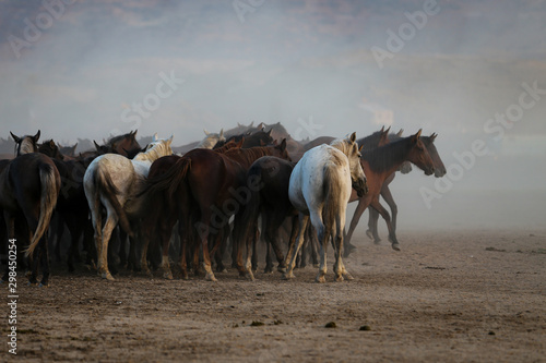 Fototapeta Naklejka Na Ścianę i Meble -  Yilki Horses Running in Field, Kayseri, Turkey