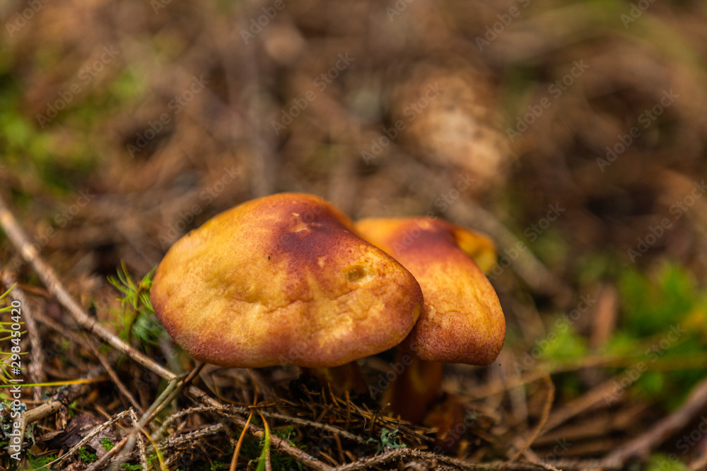 Mushrooms growing in the autumn forest. Nature scenery. Closeup Mushrooms growing in the autumn forest. Nature scenery. Closeup