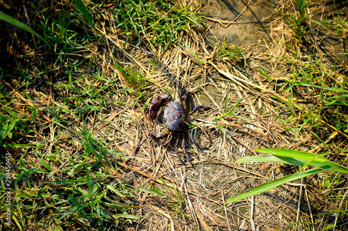 Freshwater crab in rice fields, wildlife animal