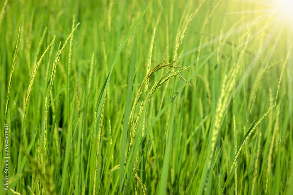 Fototapeta premium Green rice field, agriculture nature background concept