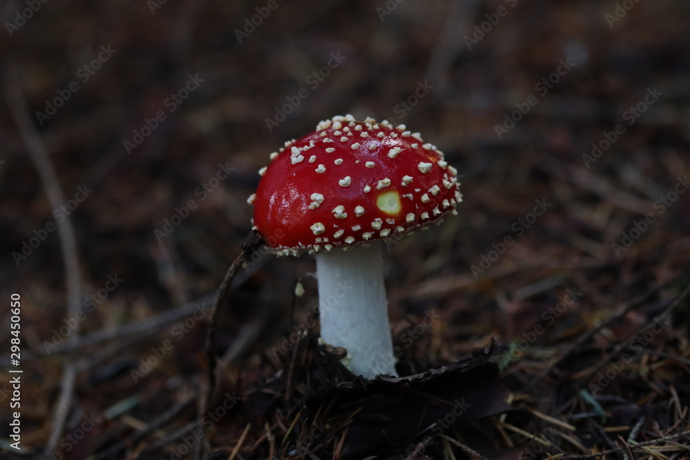 Amanite tue-mouche champignon rouge et blanc automne. Amanite tue-mouche champignon rouge et blanc automne.