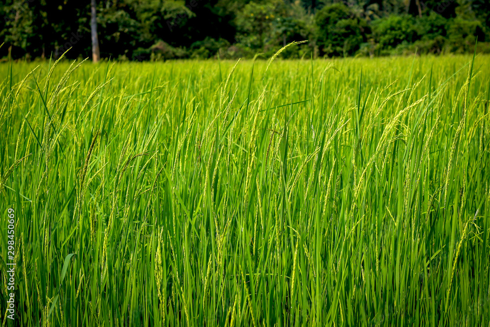 Fototapeta premium Green rice field, agriculture nature background concept