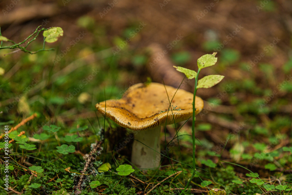 Mushrooms growing in the autumn forest. Nature scenery. Closeup Mushrooms growing in the autumn forest. Nature scenery. Closeup