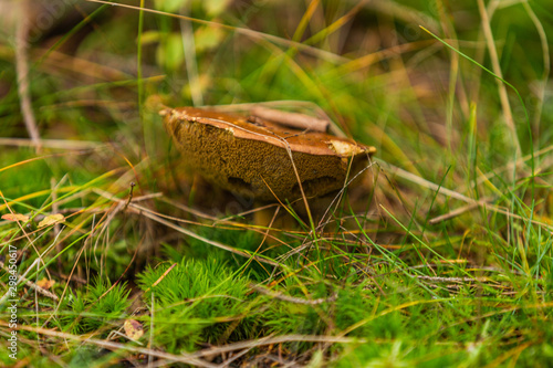 Mushrooms growing in the autumn forest. Nature scenery. Closeup