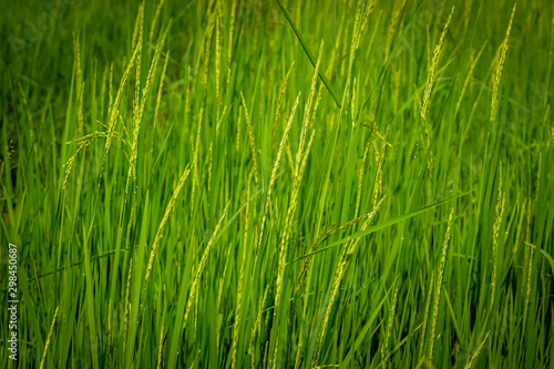 Green rice field, agriculture nature background concept