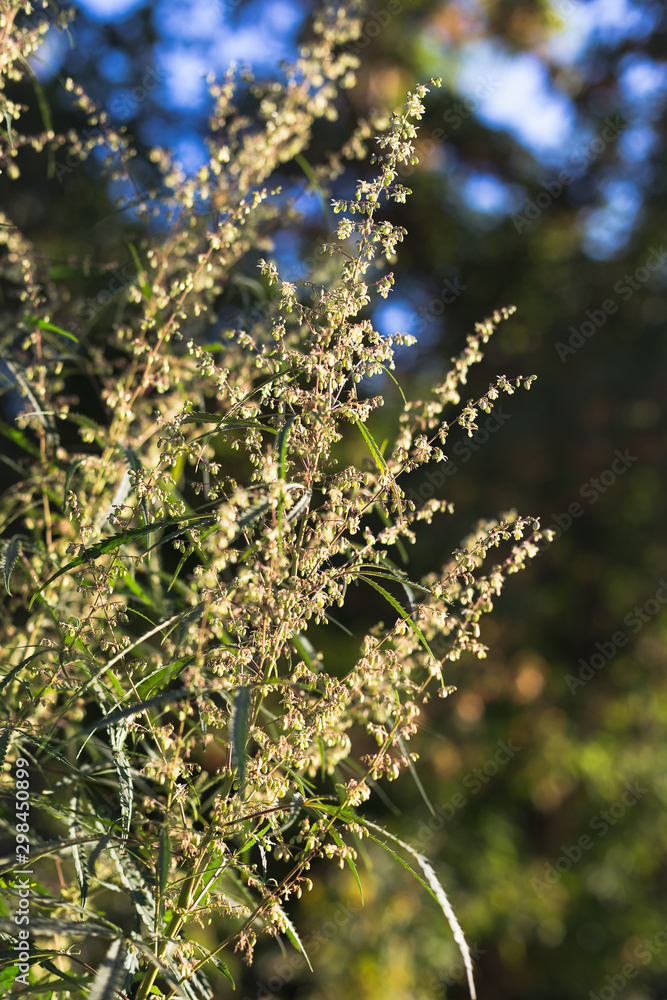 A cannabis plant, a marijuana bush in the countryside A cannabis plant, a marijuana bush in the countryside