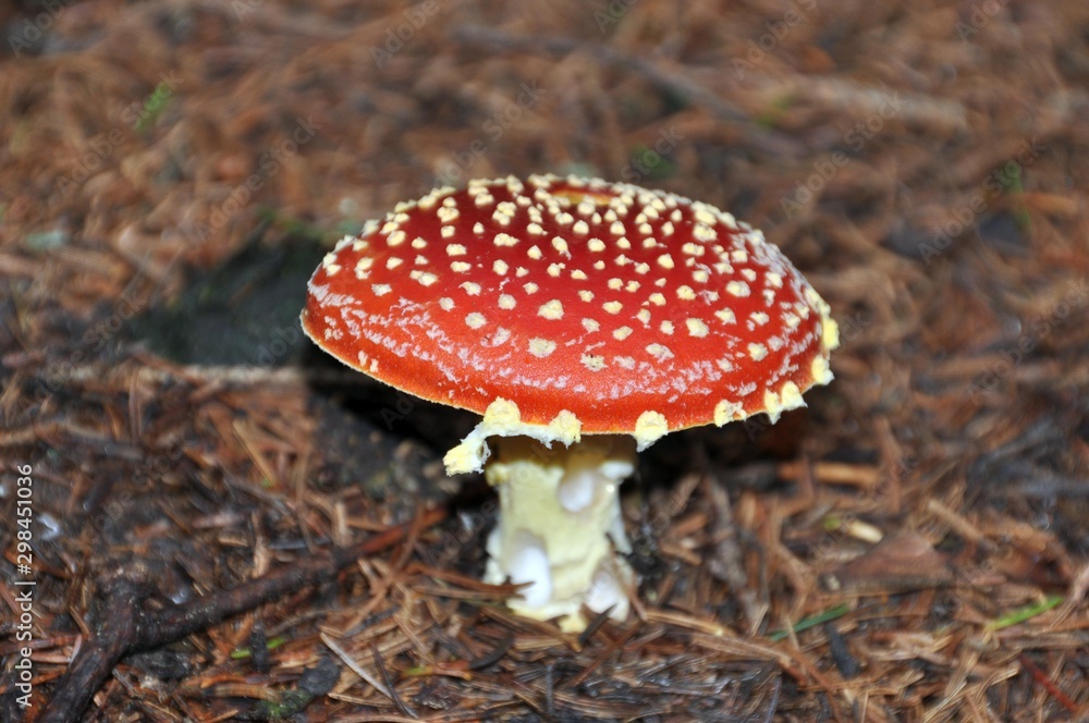 Fliegenpilz Fliegenpilz