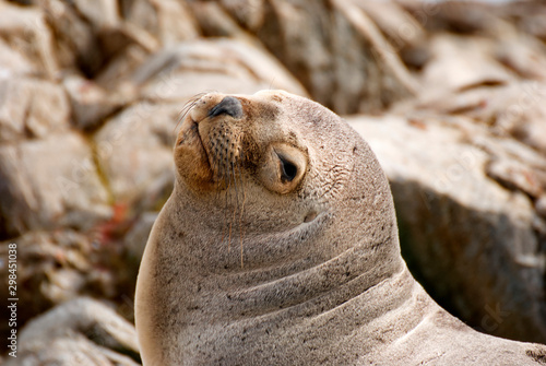 Sea lion on an island in patagonia, ushuaia