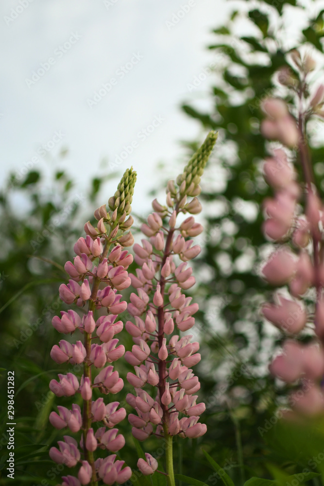 Simple Pink Lupine Simple Pink Lupine