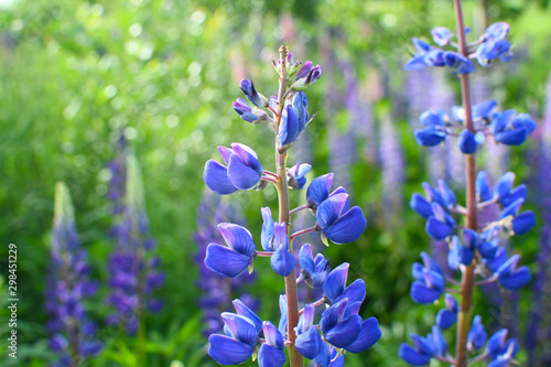 Lupine