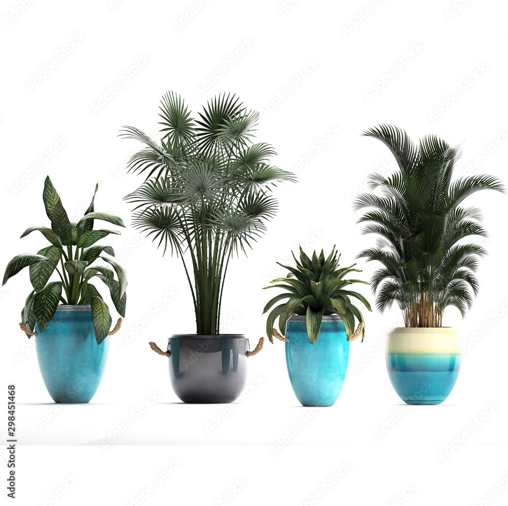 Obraz premium tropical plants on white background
