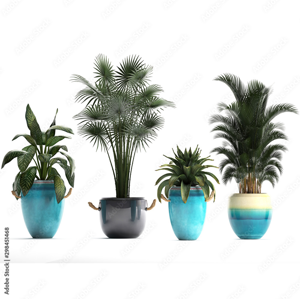 tropical plants on white background