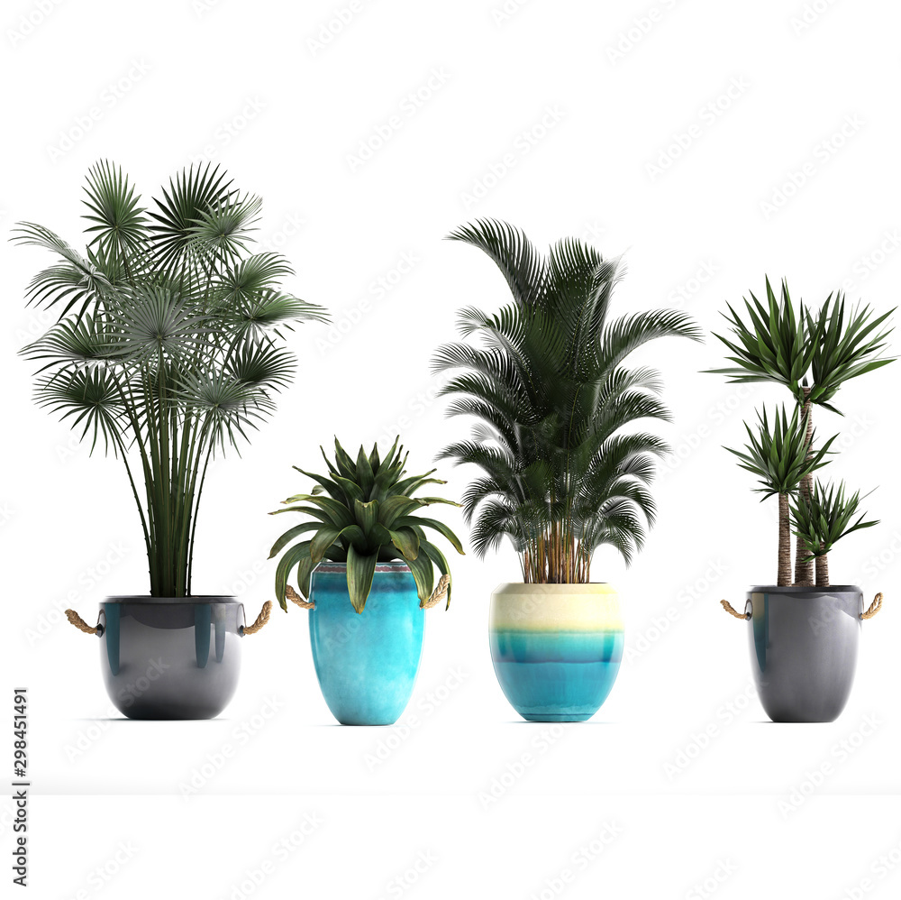 tropical plants on white background