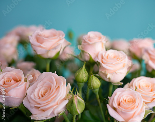 Beautiful bushy delicate light pink roses on a light blue background. Artistic blur.