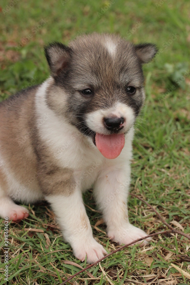 Puppy (Thai Bang Kaew) 9 Puppy (Thai Bang Kaew) 9