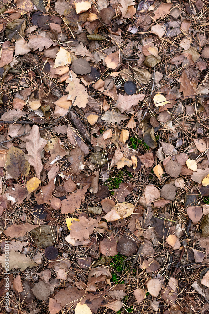 Dark leaves autumn background for design Dark leaves autumn background for design