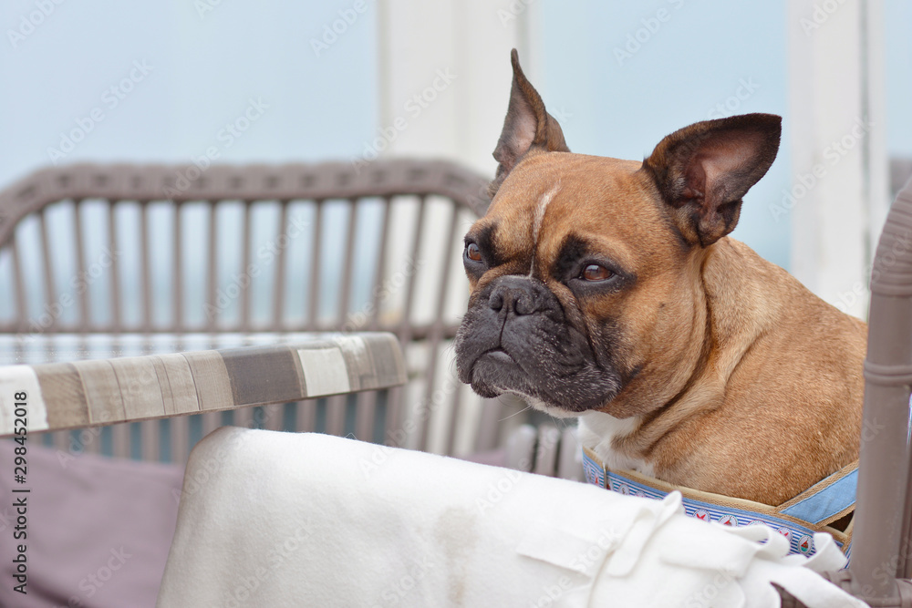 Beautiful brown French Bulldog dog sitting in chair at table of outdoor terrace