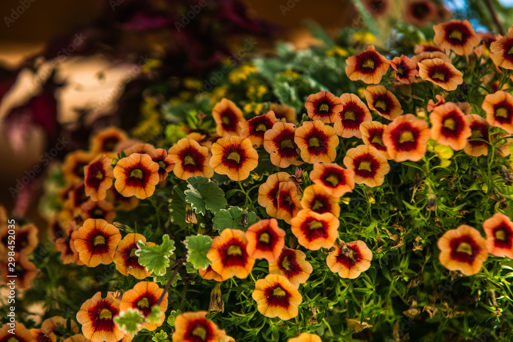 Beautiful colorful flower in the garden. In spring.Nature scenery. Closeup Beautiful colorful flower in the garden. In spring.Nature scenery. Closeup