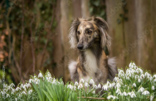 Windsprite in Schneeglöckchen