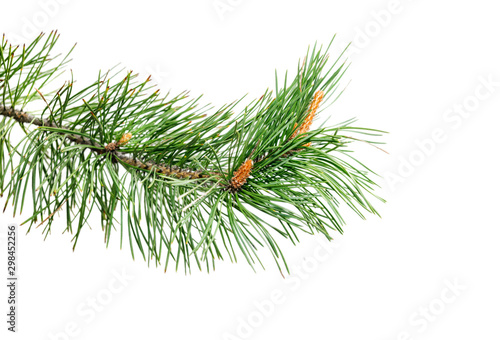 Spruce branch with young cones isolated on white background