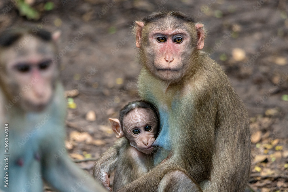 A Portrait of The Rhesus Macaque Mother Monkey Feeding her Baby and showing emotions A Portrait of The Rhesus Macaque Mother Monkey Feeding her Baby and showing emotions