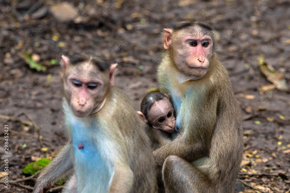 A Portrait of The Rhesus Macaque Mother Monkey Feeding her Baby and showing emotions A Portrait of The Rhesus Macaque Mother Monkey Feeding her Baby and showing emotions