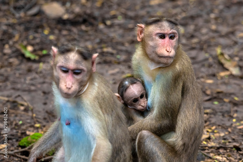 A Portrait of The Rhesus Macaque Mother Monkey Feeding her Baby and showing emotions