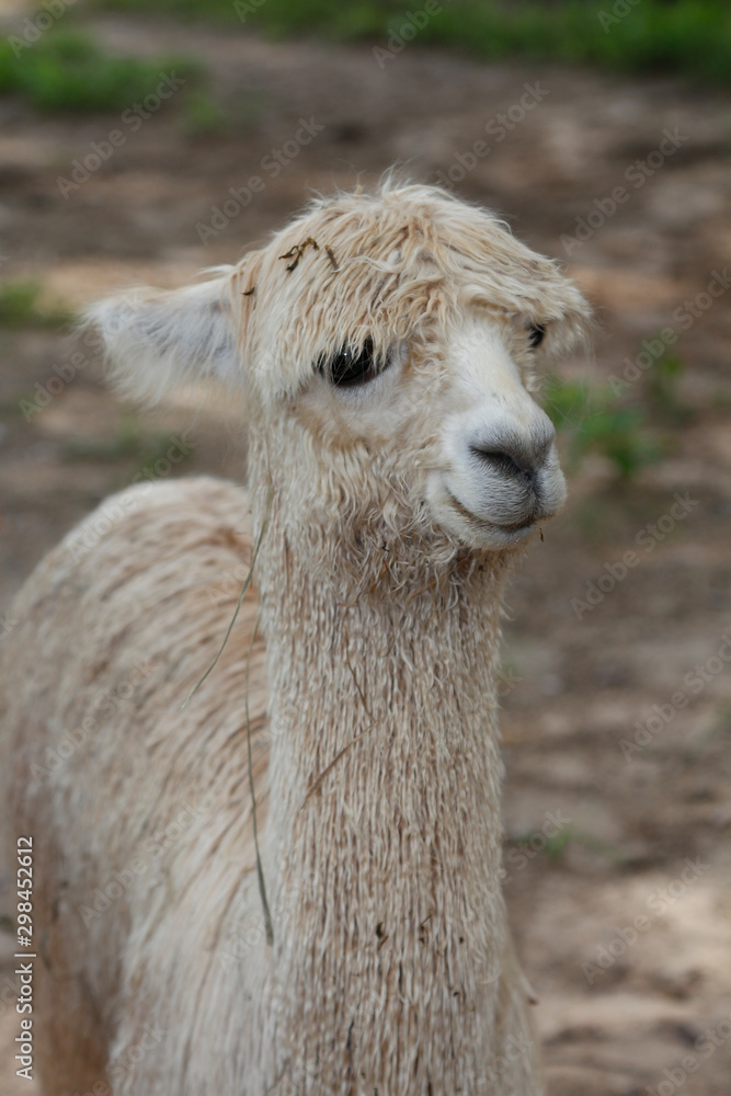 Portrait of a cute, young Alpaca on a farm in central Florida