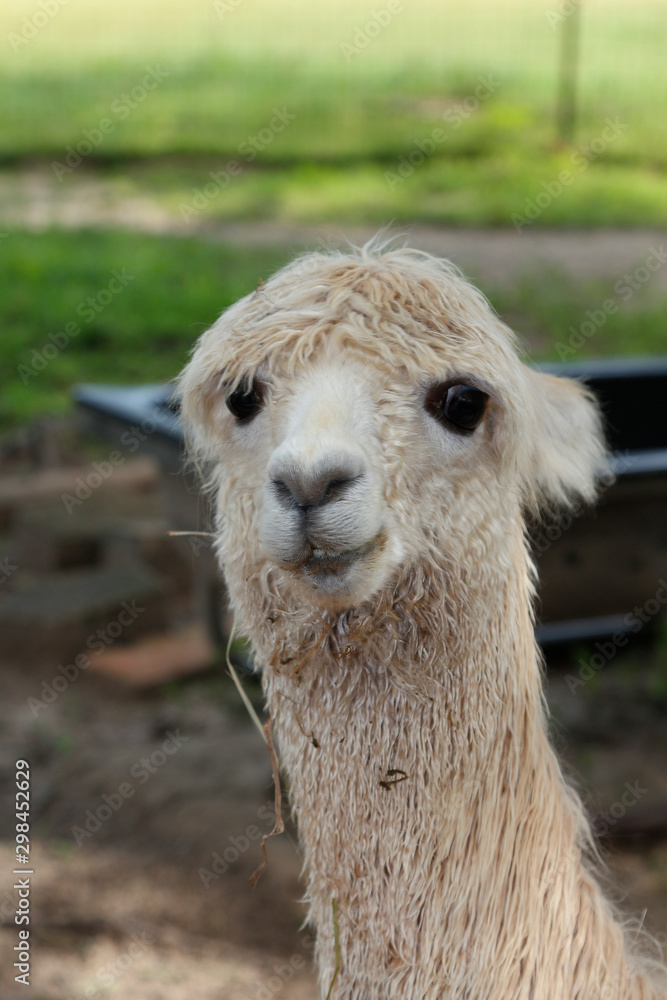 Portrait of a cute, young Alpaca on a farm in central Florida