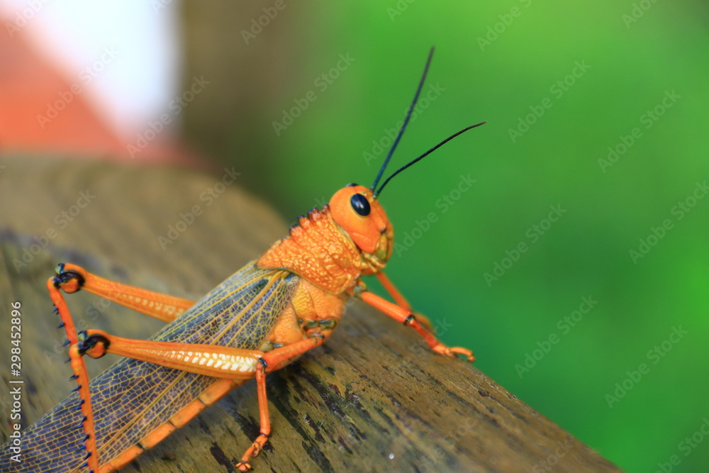 Fototapeta premium Saltamontes