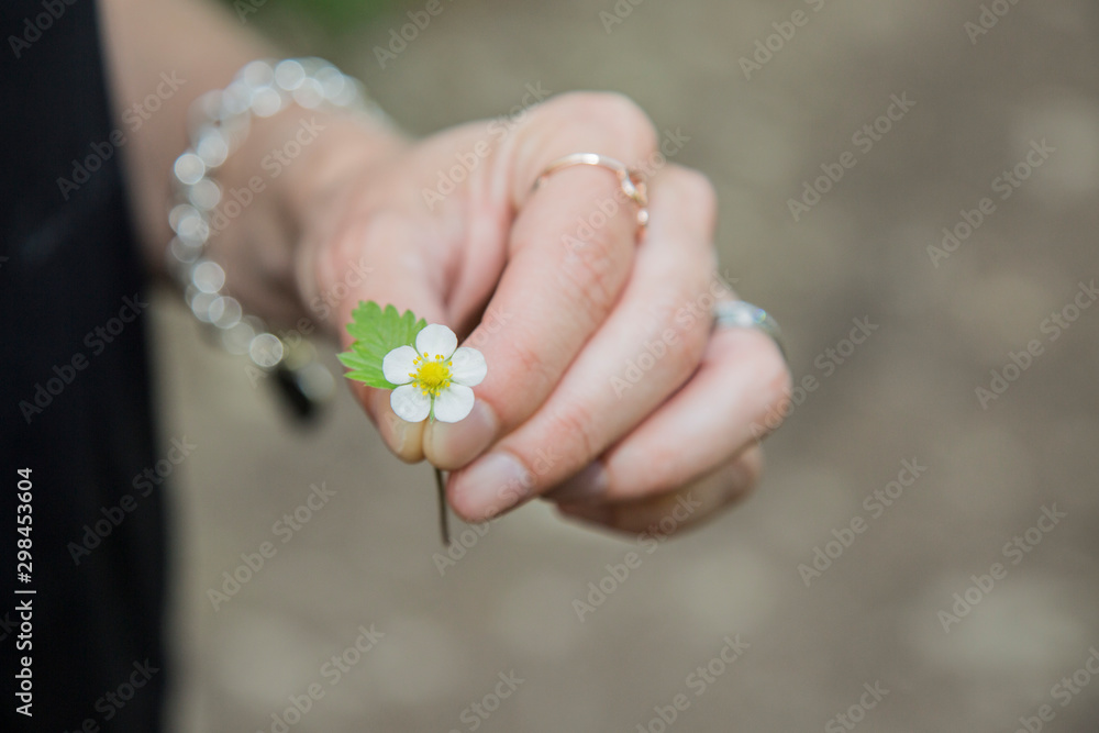 piante e fiori per decoro casalingo piante e fiori per decoro casalingo