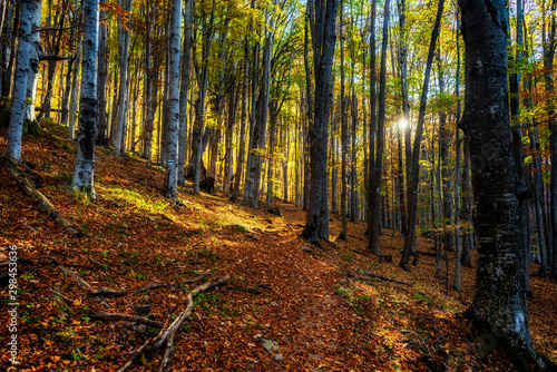 Scenery of autumn nature with vivid colors and sunlight
