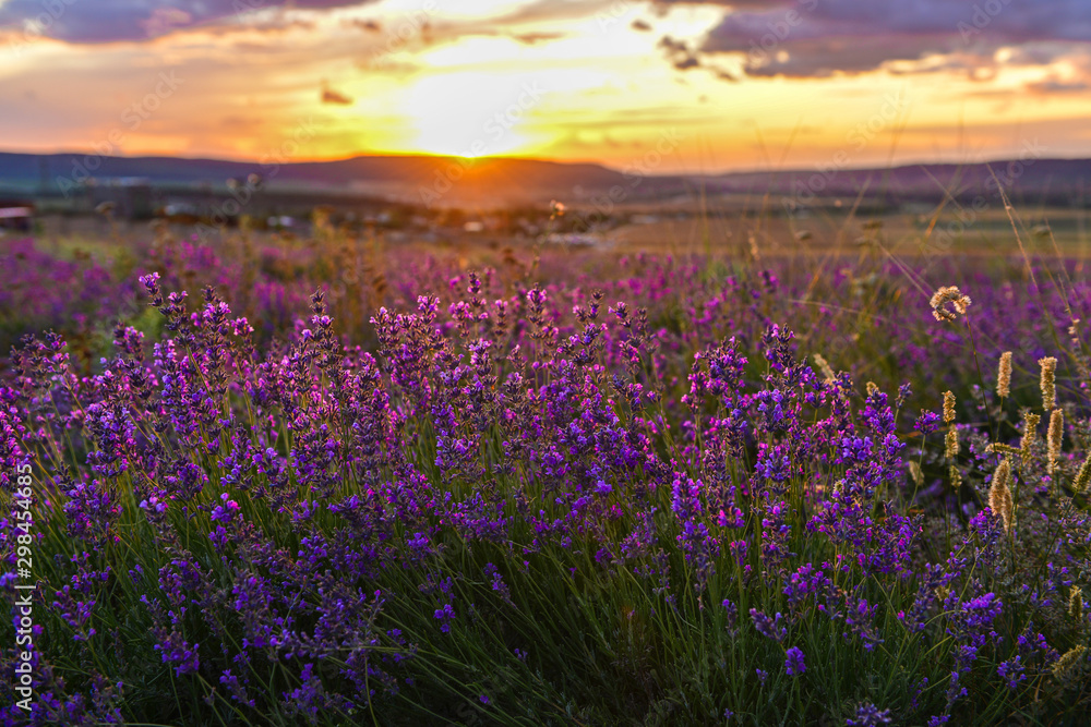 lavender field at sunset close-up