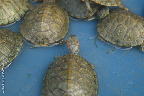 The turtles are at the aquarium