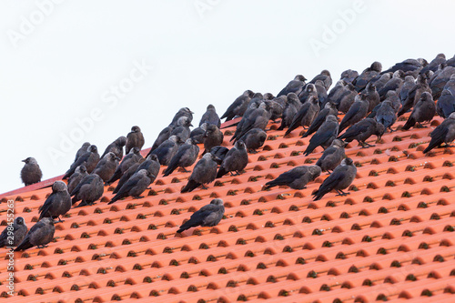 Flock with Jackdaws sitting on a roof