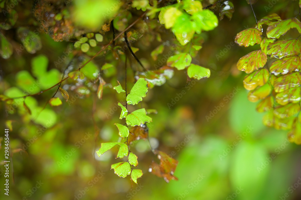 leaves leaves