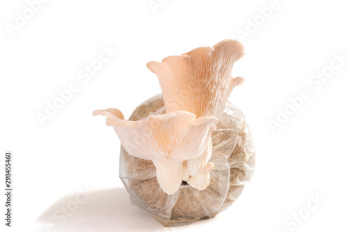 Pink oyster mushroom isolated on white background photo
