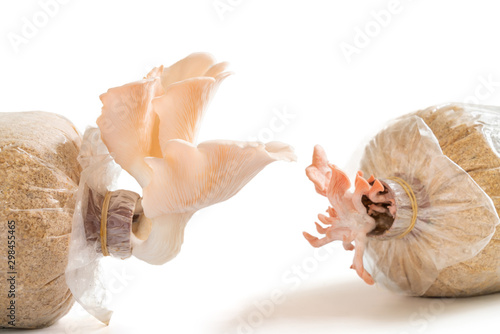 Pink oyster mushroom isolated on white background