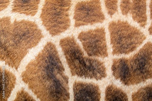 Photography Masai Giraffe skin closeup